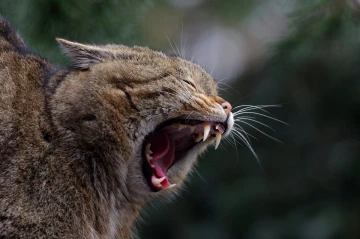 wildkatze 2