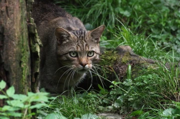wildkatze0
