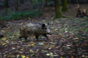 wildsau