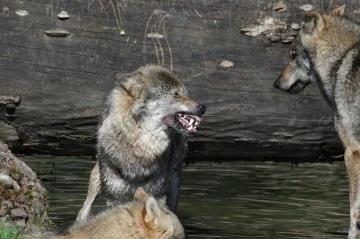 wolf gestik