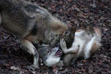 wolf kampf1