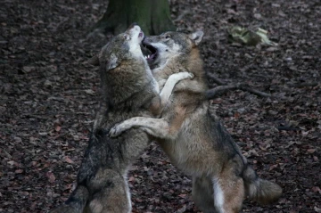 wolf kampf2