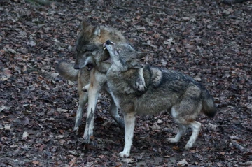 wolf kampf3