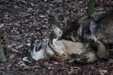 wolf kampf4