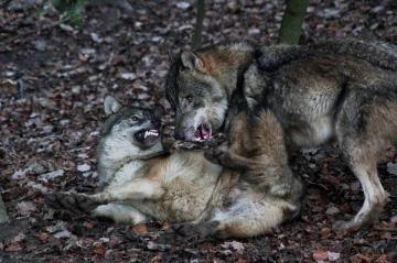 wolf kampf5