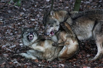wolf kampf6