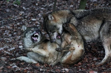 wolf kampf7