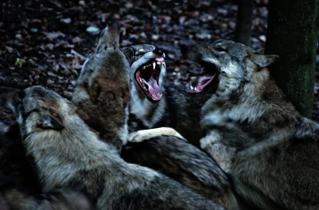 wolf kleffen