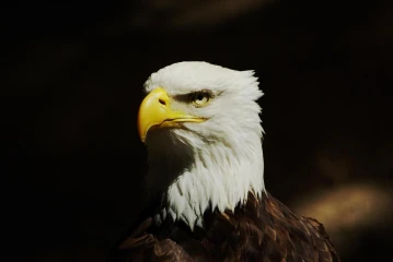 adler
