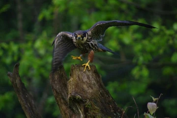 baumfalke