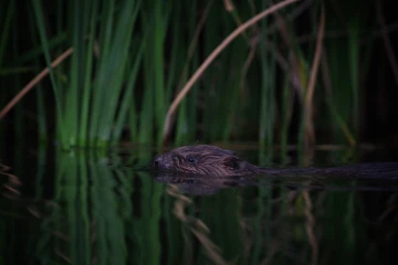 biber wasser2