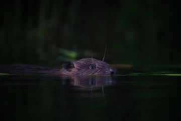 biber wasser3