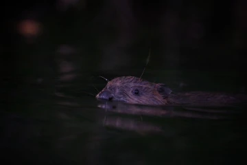 biber wasser5