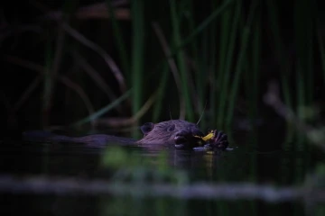 biber wasser6