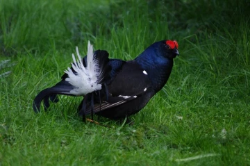 birkhuhn