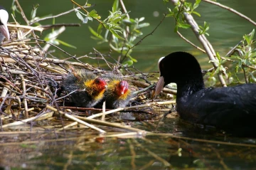 blaesshuhn nest junge