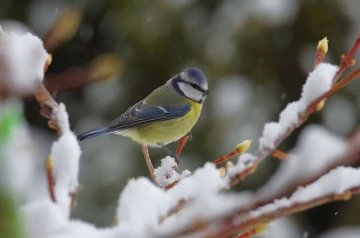 blaumeise