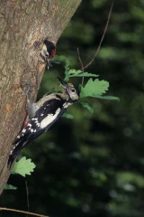 buntspecht hoehle