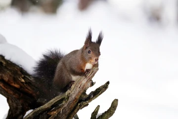 eichhoernchen schnee 02