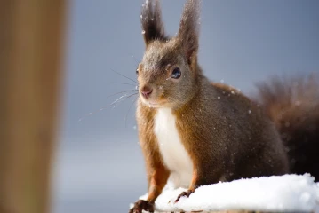 eichhoernchen schnee 03