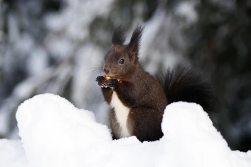 eichhoernchen schnee 06