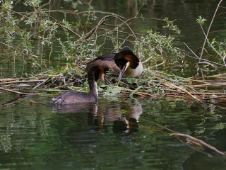 haubentaucher nest