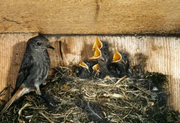 hausrotschwanz nest junge