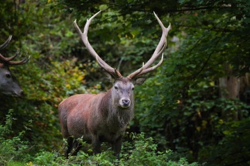 hirsch 1