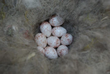 kohlmeise eier