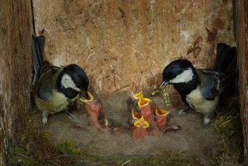 kohlmeise nest fuettert junge