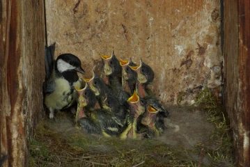 kohlmeise nest junge 1