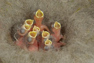 kohlmeise nest junge