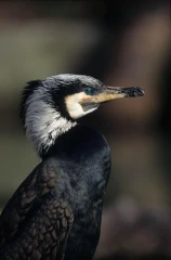 kormoran