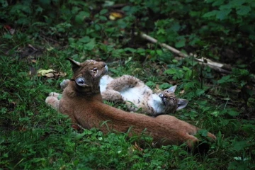luchs junges
