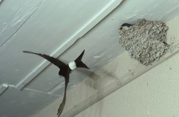 mehlschwalbe nest flug