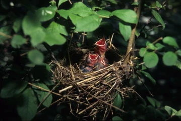 moenchsgrasmuecke nest junge 2