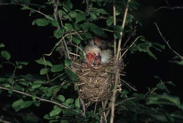 moenchsgrasmuecke nest junge