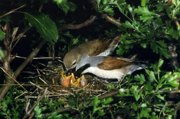 neuntoeter nest junge