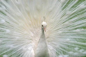 pfau weiss1
