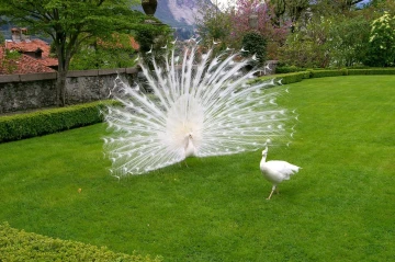 pfau weiss2