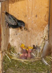star nest junge fuettert