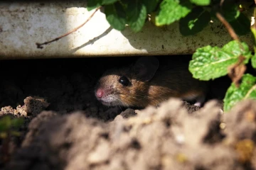 waldmaus1