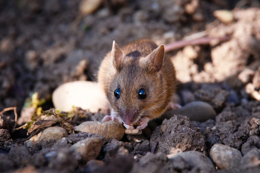 waldmaus2