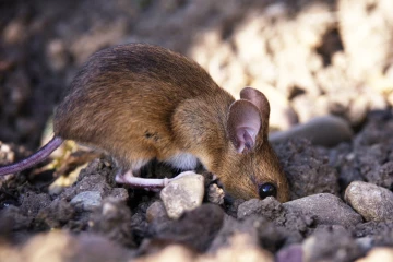 waldmaus3