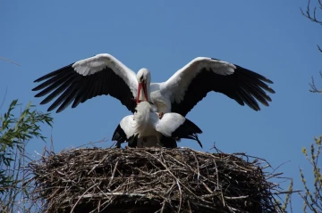weissstorch paarung2