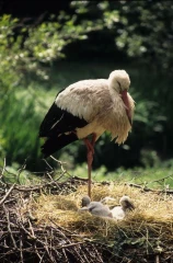 weisstorch junge nest
