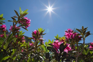 alpenrose sonne