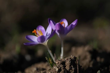krokus