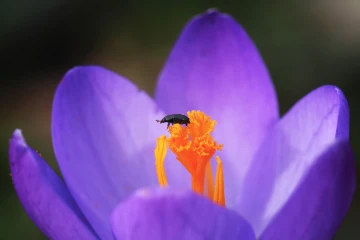 krokus garten