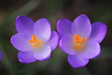 krokus garten